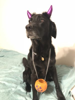 今年は一緒に楽しもう！愛犬の「ハロウィン仮装」お手軽アイデア3つ