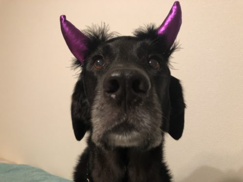 今年は一緒に楽しもう！愛犬の「ハロウィン仮装」お手軽アイデア3つ