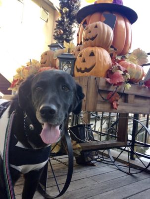 今年は一緒に楽しもう！愛犬の「ハロウィン仮装」お手軽アイデア3つ