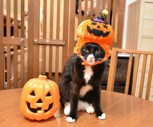 愛猫をもっとかわいくアレンジ!ハロウィンにできる「おすすめ仮装」5選