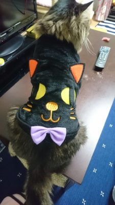 愛猫をもっとかわいくアレンジ!ハロウィンにできる「おすすめ仮装」5選
