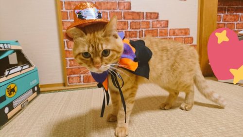 愛猫をもっとかわいくアレンジ!ハロウィンにできる「おすすめ仮装」5選