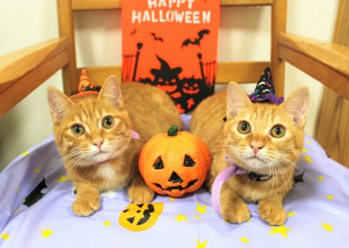 愛猫をもっとかわいくアレンジ!ハロウィンにできる「おすすめ仮装」5選