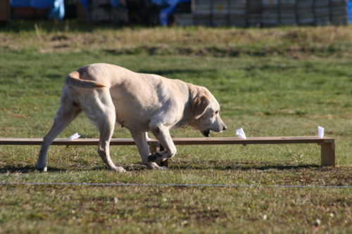 全国に約1,370頭!事件現場で活躍する「警察犬」の現状とは
