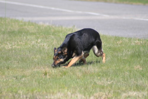 全国に約1,370頭!事件現場で活躍する「警察犬」の現状とは