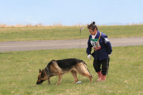 全国に約1,370頭!事件現場で活躍する「警察犬」の現状とは