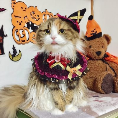 愛猫をもっとかわいくアレンジ!ハロウィンにできる「おすすめ仮装」5選