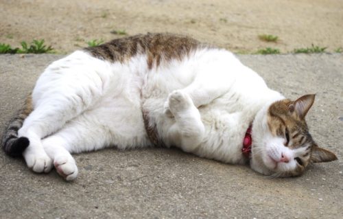 肥満 猫