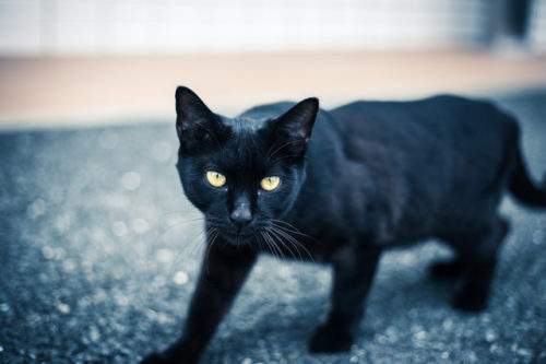 猫の視界