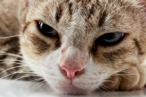 猫の視界