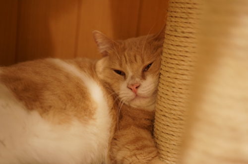 肥満猫