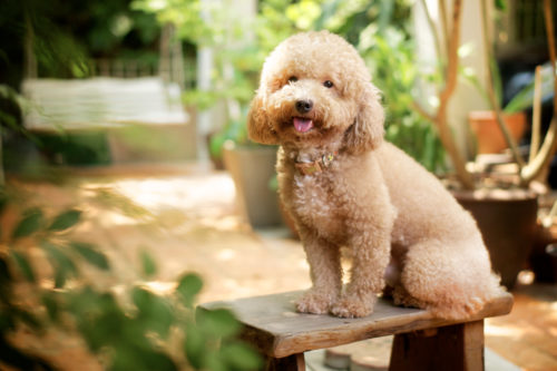 全国に約1,370頭!事件現場で活躍する「警察犬」の現状とは