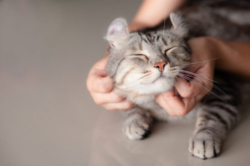 気になる「ノミやダニ」…どうやって発見するの?猫に寄生する理由と対処法