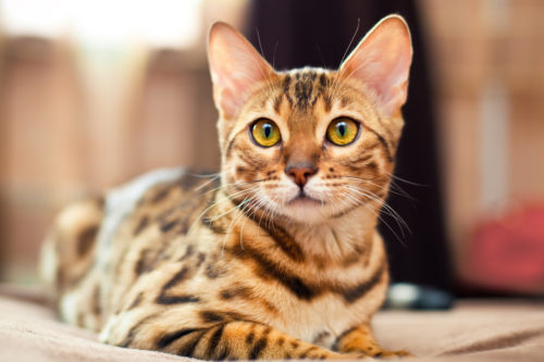 飼い主なら知っておきたい!注意すべき「猫の感染症」その原因と対策
