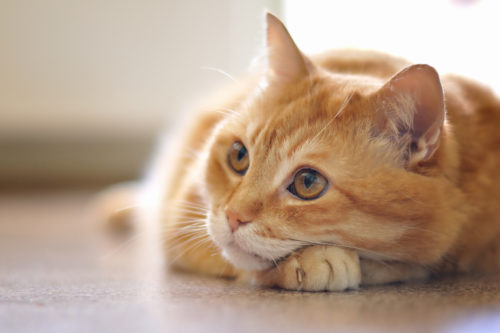 飼い主なら知っておきたい!注意すべき「猫の感染症」その原因と対策