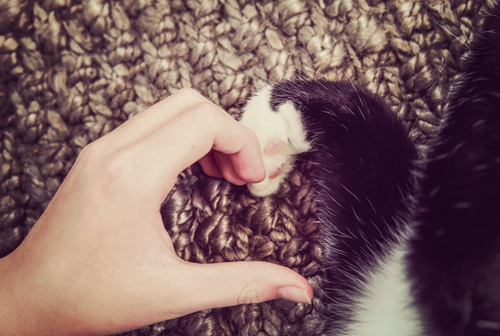 【自分で飼育できない方向け】野良猫と出会った時にできる対策法とは?