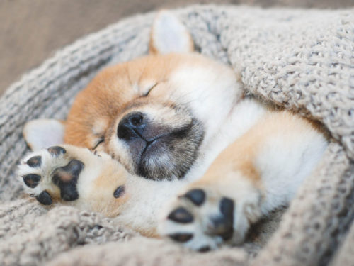 柴犬の病気