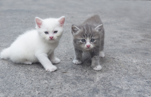 【自分で飼育できない方向け】野良猫と出会った時にできる対策法とは?