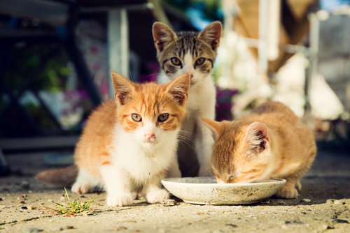 【自分で飼育できる方向け】野良猫を見つけたときにすべき対策法とは?