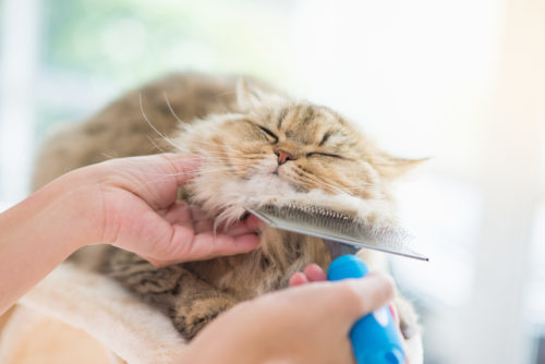 気になる「ノミやダニ」…どうやって発見するの?猫に寄生する理由と対処法