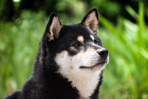 忠実だけど警戒心が強い!? 飼う前に知っておきたい「柴犬」の性格や病気