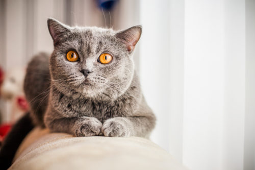気になる「ノミやダニ」…どうやって発見するの?猫に寄生する理由と対処法