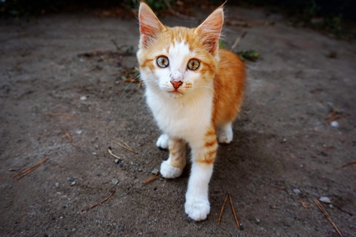 【自分で飼育できる方向け】野良猫を見つけたときにすべき対策法とは?