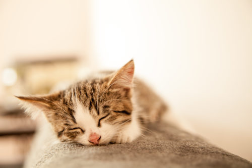 飼い主なら知っておきたい!注意すべき「猫の感染症」その原因と対策