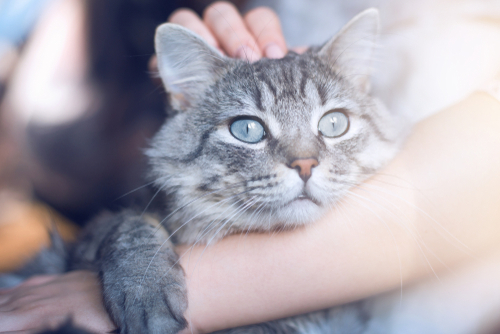 【自分で飼育できない方向け】野良猫と出会った時にできる対策法とは?