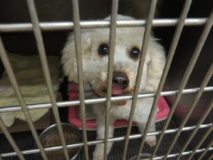 多くのわんちゃんが里親を待っている！東京都の「保護犬＆里親事情」とは