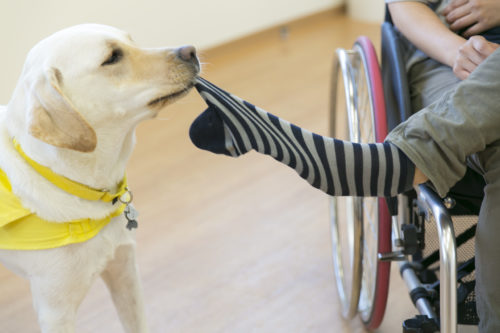 サポートならお任せあれ!手足が不自由な人たちの手助けをする「介助犬」とは