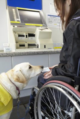サポートならお任せあれ!手足が不自由な人たちの手助けをする「介助犬」とは