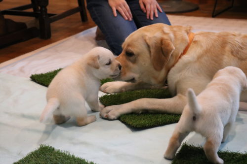サポートならお任せあれ!手足が不自由な人たちの手助けをする「介助犬」とは