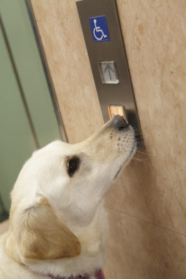 サポートならお任せあれ!手足が不自由な人たちの手助けをする「介助犬」とは