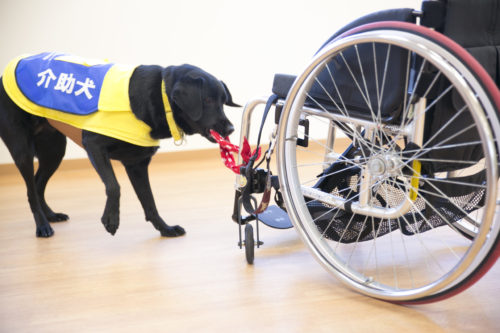 サポートならお任せあれ!手足が不自由な人たちの手助けをする「介助犬」とは