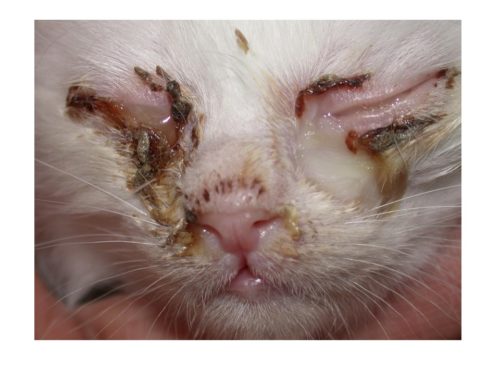 愛猫に長生きしてもらうために!知っておきたい「ペットドッグ」について~猫編~