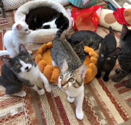 3つのポイントに注目!カメラマンに教わる「猫の撮り方」~レクチャー編〜