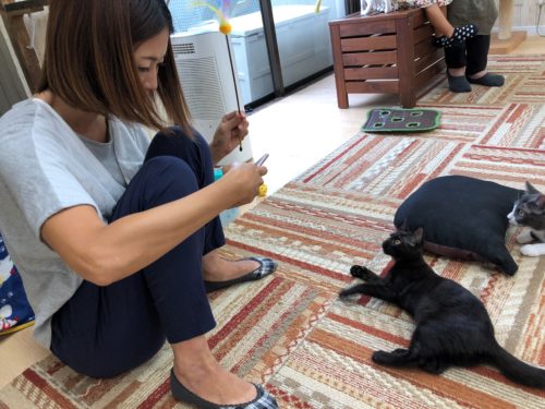 3つのポイントに注目!カメラマンに教わる「猫の撮り方」~レクチャー編〜