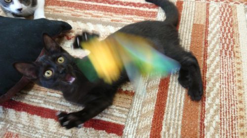 3つのポイントに注目!カメラマンに教わる「猫の撮り方」~レクチャー編〜