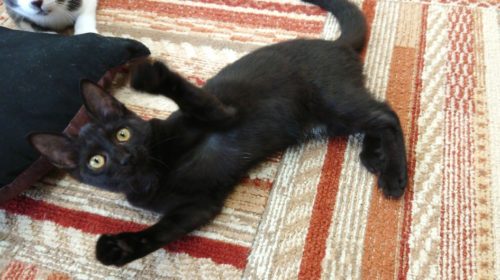 3つのポイントに注目!カメラマンに教わる「猫の撮り方」~レクチャー編〜