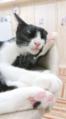 3つのポイントに注目!カメラマンに教わる「猫の撮り方」~レクチャー編〜