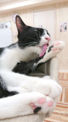 3つのポイントに注目!カメラマンに教わる「猫の撮り方」~レクチャー編〜