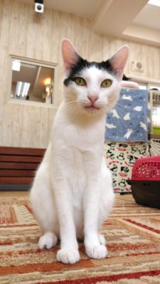 3つのポイントに注目!カメラマンに教わる「猫の撮り方」~レクチャー編〜