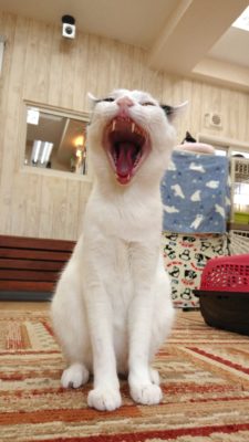 3つのポイントに注目!カメラマンに教わる「猫の撮り方」~レクチャー編〜