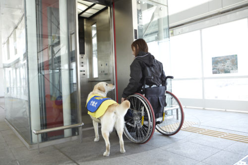 サポートならお任せあれ!手足が不自由な人たちの手助けをする「介助犬」とは