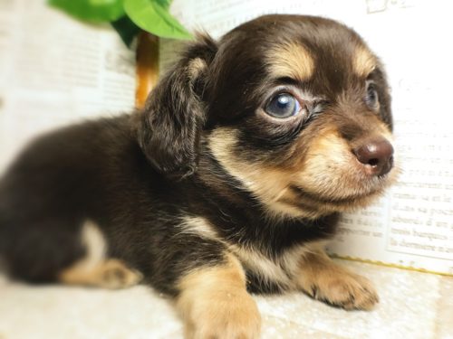 可愛すぎる「ミックス犬」5選！意外と知らない雑種犬との違いも解説
