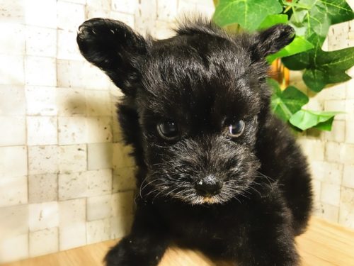 可愛すぎる「ミックス犬」5選！意外と知らない雑種犬との違いも解説