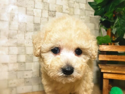 可愛すぎる「ミックス犬」5選！意外と知らない雑種犬との違いも解説