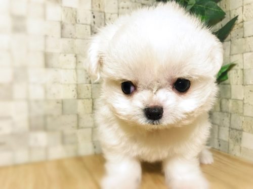 可愛すぎる「ミックス犬」5選！意外と知らない雑種犬との違いも解説