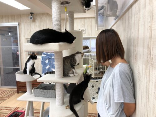 3つのポイントに注目!カメラマンに教わる「猫の撮り方」~レクチャー編〜